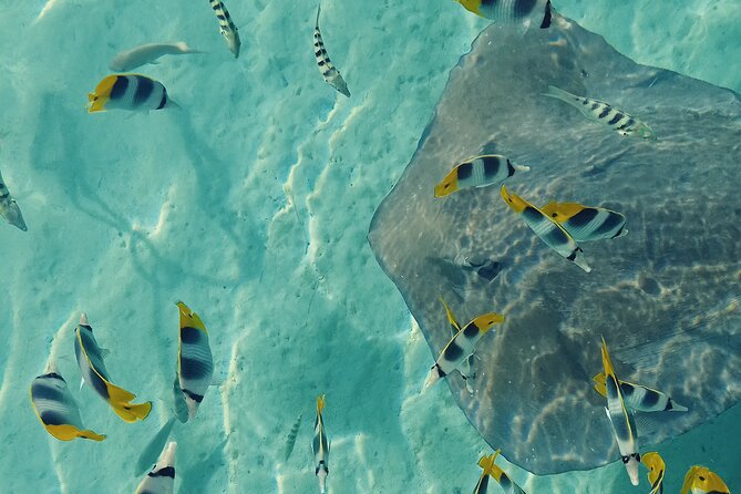 Mo'orea Half Day Private Tour with Snorkeling and Cruising the Lagoon - Tropical fish and the first stingrays
