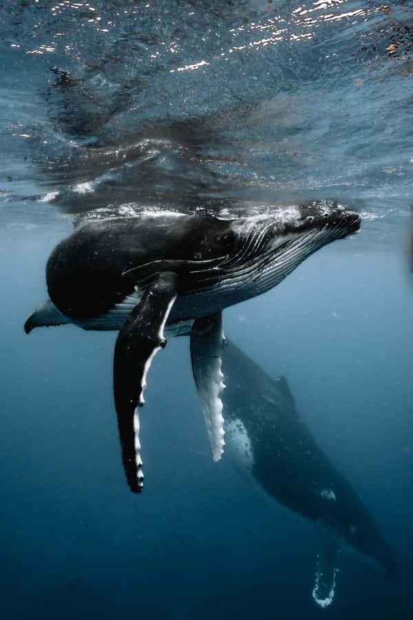 Moorea 4H Shared Boat Tour Whale Swimming and Snorkeling - Key points to know before you book