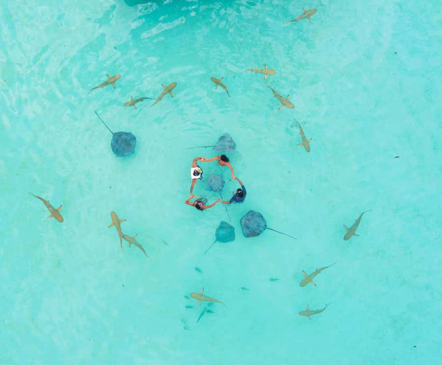 Moorea 4H Shared Boat Tour Whale Swimming and Snorkeling - The crew makes the biggest difference