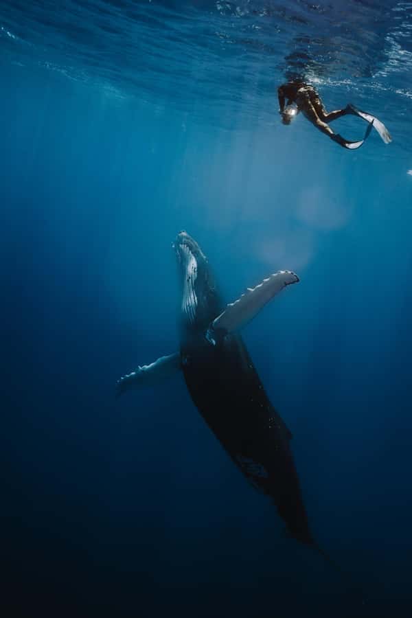 Moorea 4H Shared Boat Tour Whale Swimming and Snorkeling - Moorea’s open water, with a small boat feel