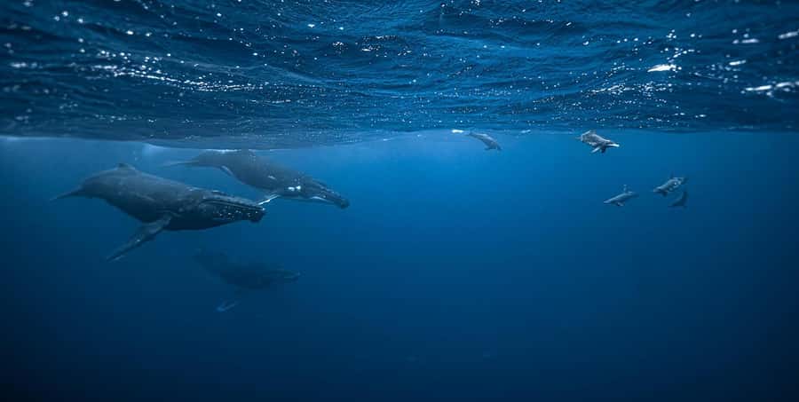 Moorea 4H Shared Boat Tour Whale Swimming and Snorkeling - The whale search from August through November