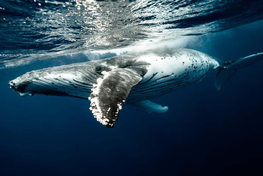 Moorea 4H Shared Boat Tour Whale Swimming and Snorkeling - What swimming with the whales is really like