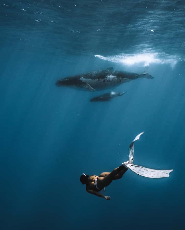 Moorea 4H Shared Boat Tour Whale Swimming and Snorkeling - Stingrays, blacktip sharks, and turtles in the lagoon