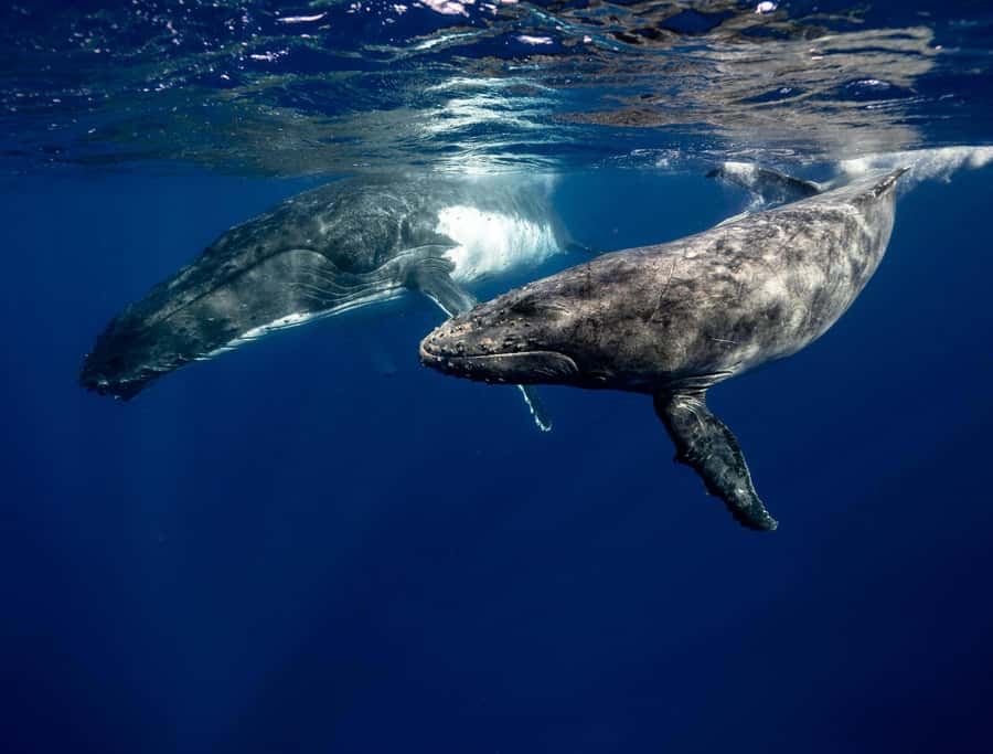 Moorea 4H Shared Boat Tour Whale Swimming and Snorkeling - A four-hour schedule with room to adapt