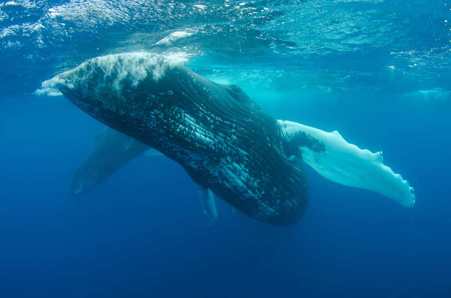Moorea 4H Shared Boat Tour Whale Swimming and Snorkeling - Fruit, drinks, and what you need to bring