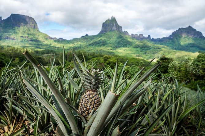 Moorea 4WD Tour Inc. Belvedere, Pineapple Farm, Magic Mountain... - The distillery stop and the final tasting