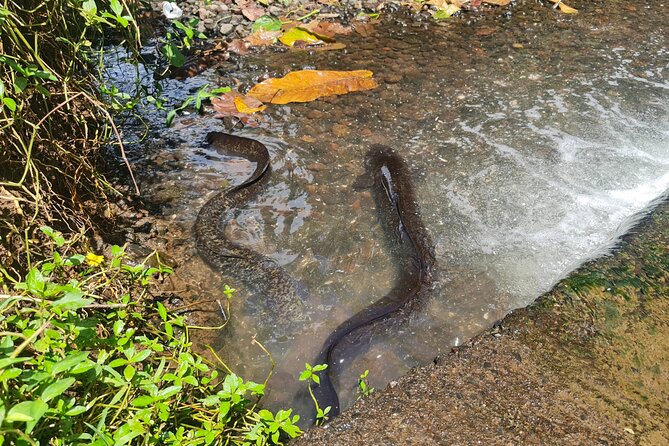 Moorea Aito 4WD Safari Tour - Half day - What to bring and who should book
