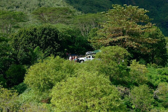 Moorea Cruise Ships: 4x4, Belvedere,Magic Mountain pineaple - Pineapple Fields and Moorea’s Agricultural Side