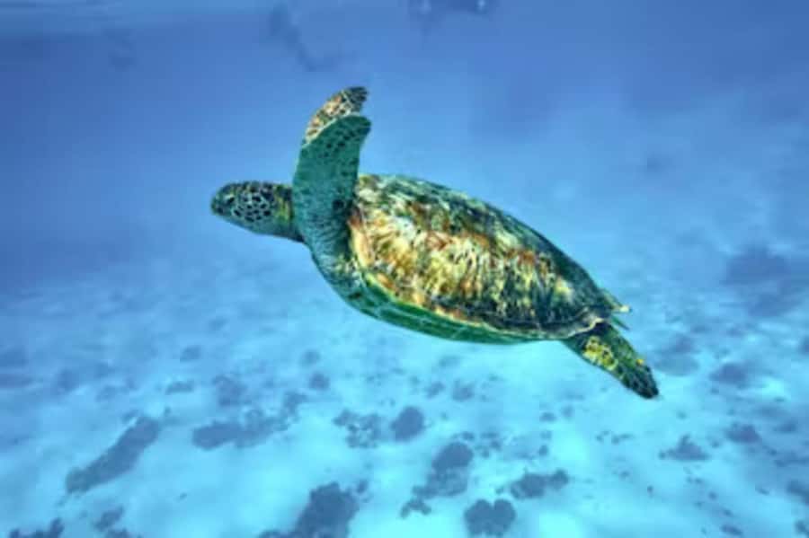Moorea: Glass Bottom Boat Adventure with Lagoon Wonders - Why This Moorea Outing Works So Well