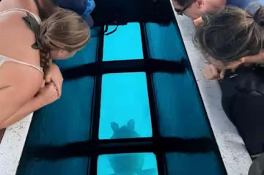Moorea: Glass Bottom Boat Adventure with Lagoon Wonders - Starting at Captain Taina’s Moorea Meeting Point