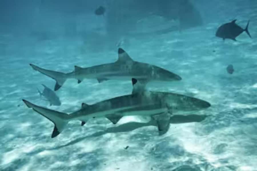 Moorea: Glass Bottom Boat Adventure with Lagoon Wonders - Lunch on the Family’s Private Motu