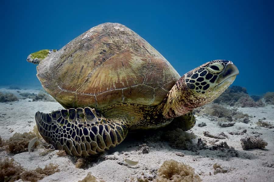 Moorea: Hauru Lagoon 3-hour Guided Kayak Tour with Snack - Coral gardens between the motus