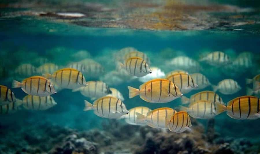 Moorea: Hauru Lagoon 3-hour Guided Kayak Tour with Snack - Stories, sea life, and a slower pace