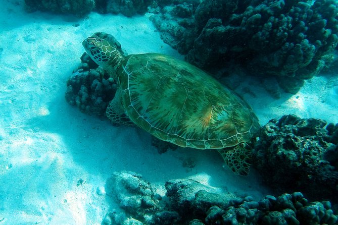 Moorea Lagoon Tour by Transparent Kayak - Looking through the clear kayak