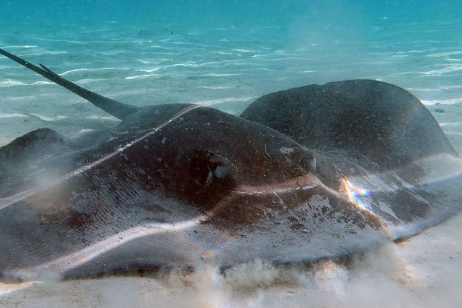 Moorea Lagoon Tour by Transparent Kayak - Who will enjoy this tour most?