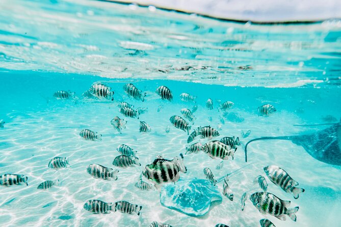 Moorea: Private 4-Hour High-End Boat Excursion - The Coral Garden Between Two Motu
