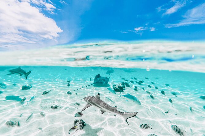 Moorea: Private 4-Hour High-End Boat Excursion - Motu Tiahura Sandbank And The Refreshment Break