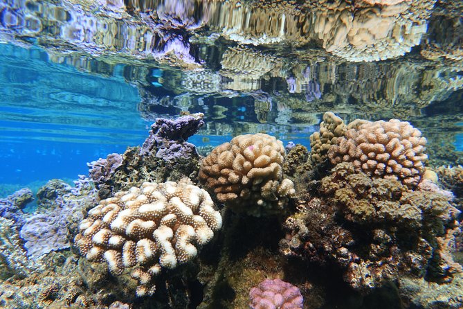 Moorea Private Boat Tour / Sea Scooter Snorkeling Tour - Hotel pickup and the timing puzzle