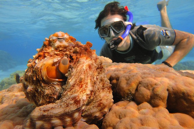 Moorea Private Boat Tour / Sea Scooter Snorkeling Tour - How long the outing really takes