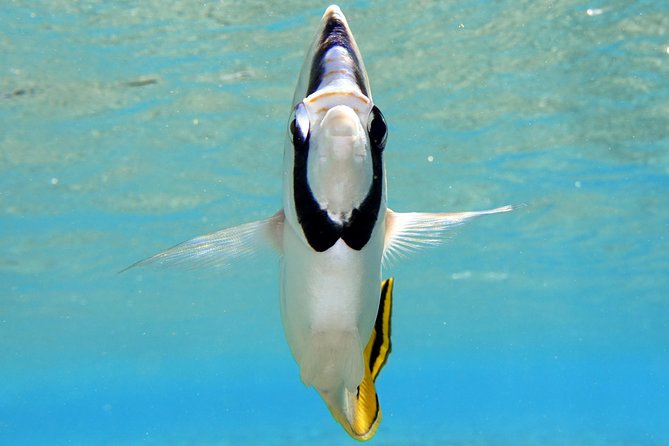 Moorea Private Boat Tour / Sea Scooter Snorkeling Tour - Is $1,125.96 good value for Moorea?