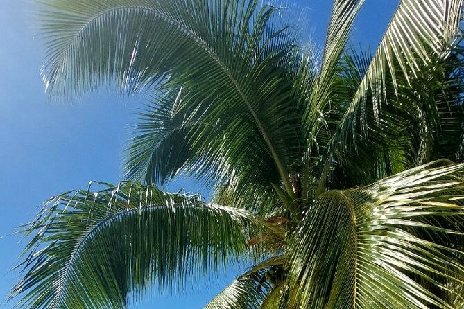 Moorea Private Full Day Tour - A private way to see Moorea in one sweep