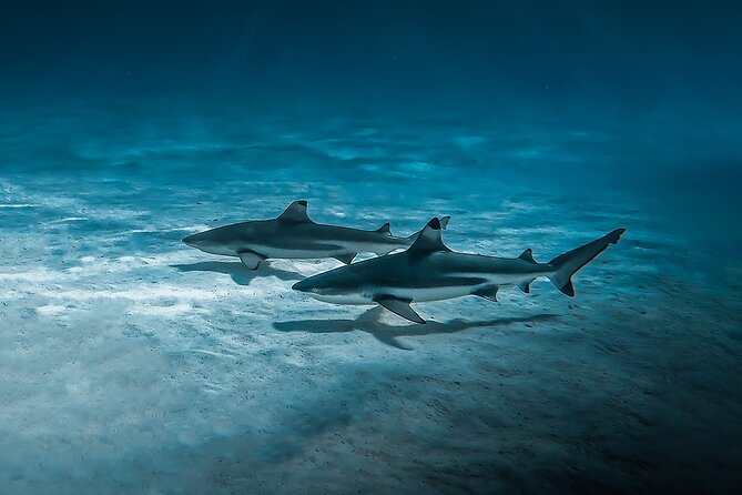 Moorea: Private Snorkeling Tour with Certify Guide - How the guides shape the experience