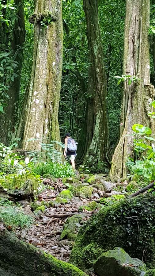 Moorea : Safari Nature and Culture Tour with local guide - Key points to know before booking