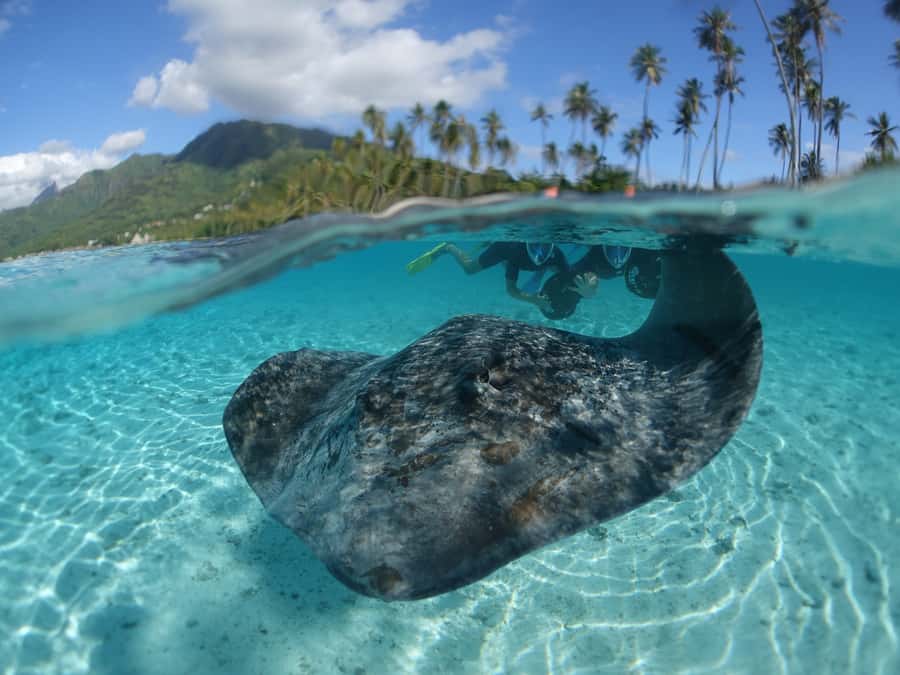 Moorea: Sea Scooter Snorkeling Tour - The first 30 minutes: briefing, views, and getting comfortable