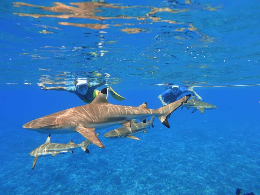 Moorea: Sea Scooter Snorkeling Tour - The guides make the difference