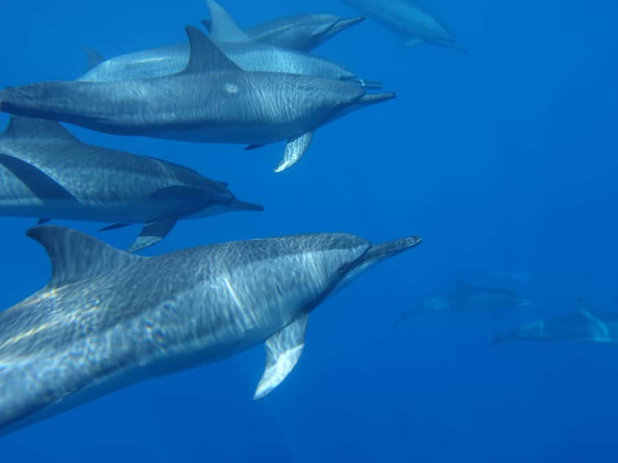 Moorea: Sea Scooter Snorkeling Tour - Weather, visibility, and the rain-or-shine policy