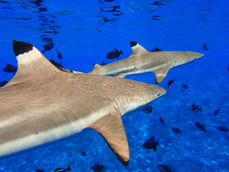Moorea: Sea Scooter Snorkeling Tour - Is $167 a fair price?