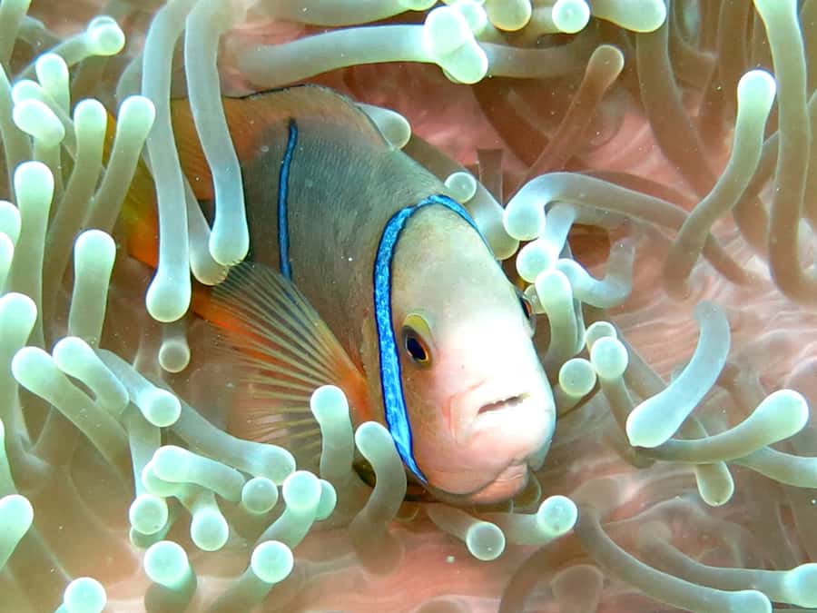 Moorea: Sea Scooter Snorkeling Tour - Practical planning for your 210 minutes