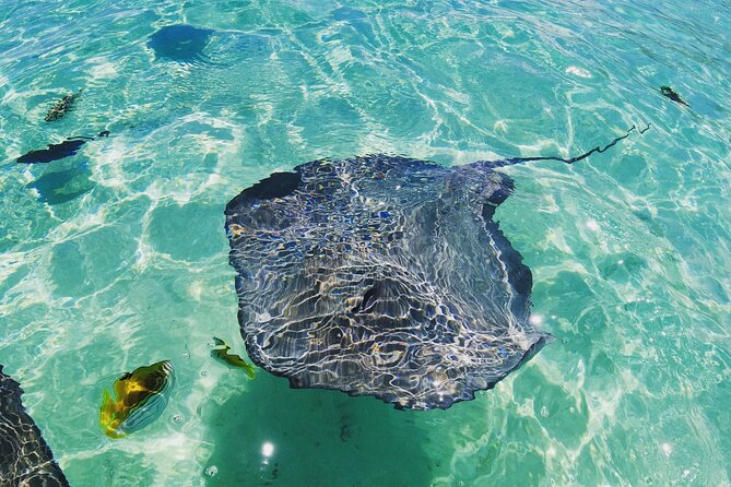 Moorea Solo or Twin 2 hours Jet Ski Tour - Opunohu Bay and Moorea’s mountain views