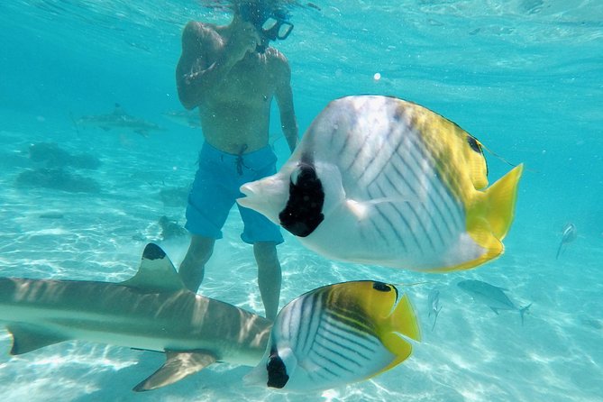 Moorea Solo or Twin 3 hours Jet Ski Tour - How fast and demanding is the ride?