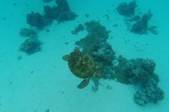 Moorea Solo or Twin Island Tour Jet Ski 4 hours - Opunohu Bay: stories, photographs, and a change of view