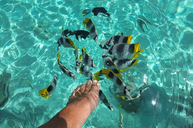 Moorea Solo or Twin Island Tour Jet Ski 4 hours - The snorkeling stop: rays, sharks, and clear warm water