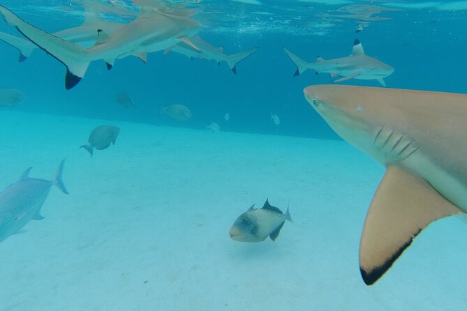 Moorea Solo or Twin Island Tour Jet Ski 4 hours - Moorea Dolphin Center and the wider wildlife route