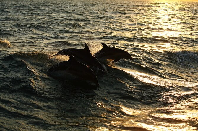 Moorea Sunset Boat Trip - Snorkeling with turtles, rays, and sharks