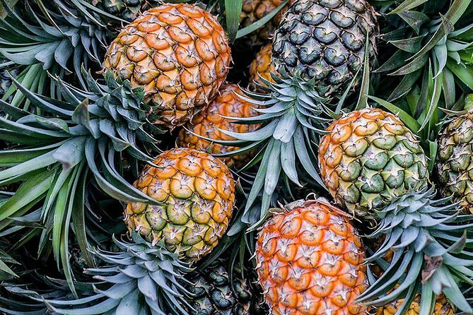 Moorea tour in electric citycoco (in autonomy) - Rotui factory for fruit juice and rum