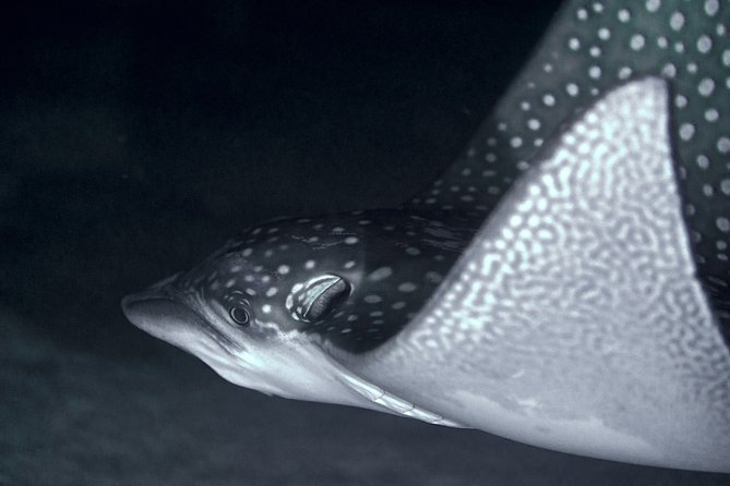 Night Snorkeling - Key things to know before you book