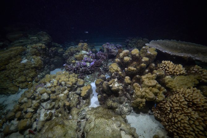 Night Snorkeling - Why Moorea after dark feels so different
