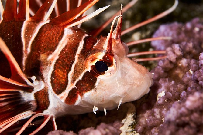 Night Snorkeling - The best part is the guide’s trained eye