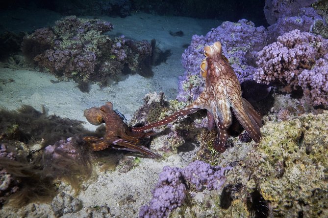 Night Snorkeling - What the included equipment is worth