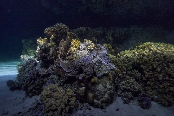 Night Snorkeling - Who should book this Moorea experience