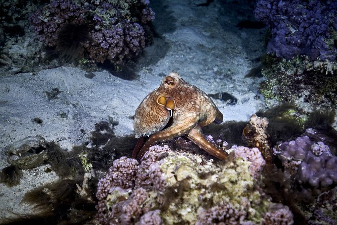 Night Snorkeling - Weather and timing can affect your plans