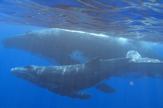 Observe and Swim with Whales in Tahiti - Key points before you book