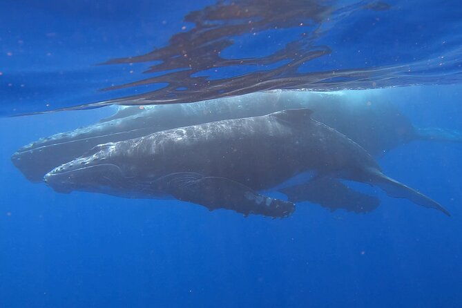 Observe and Swim with Whales in Tahiti - Leaving Te Moana Tahiti Resort for the open water