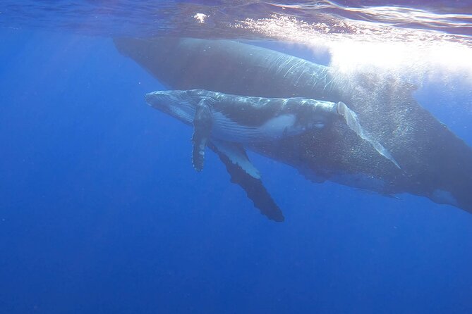 Observe and Swim with Whales in Tahiti - Searching for humpback whales and calves