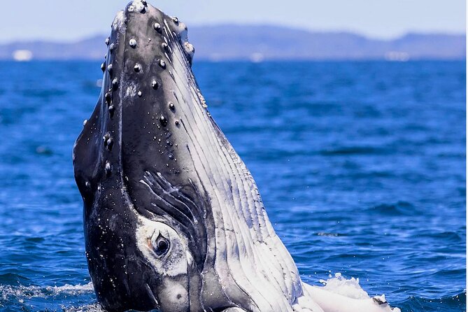 Observe and Swim with Whales in Tahiti - When swimming with whales is possible