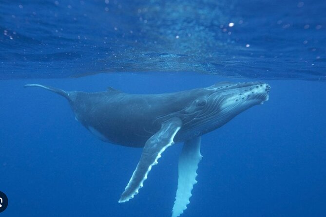 Observe and Swim with Whales in Tahiti - Finishing with turtles, sharks, and snorkeling